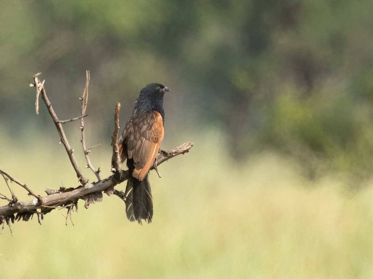 Black Coucal - ML622931476