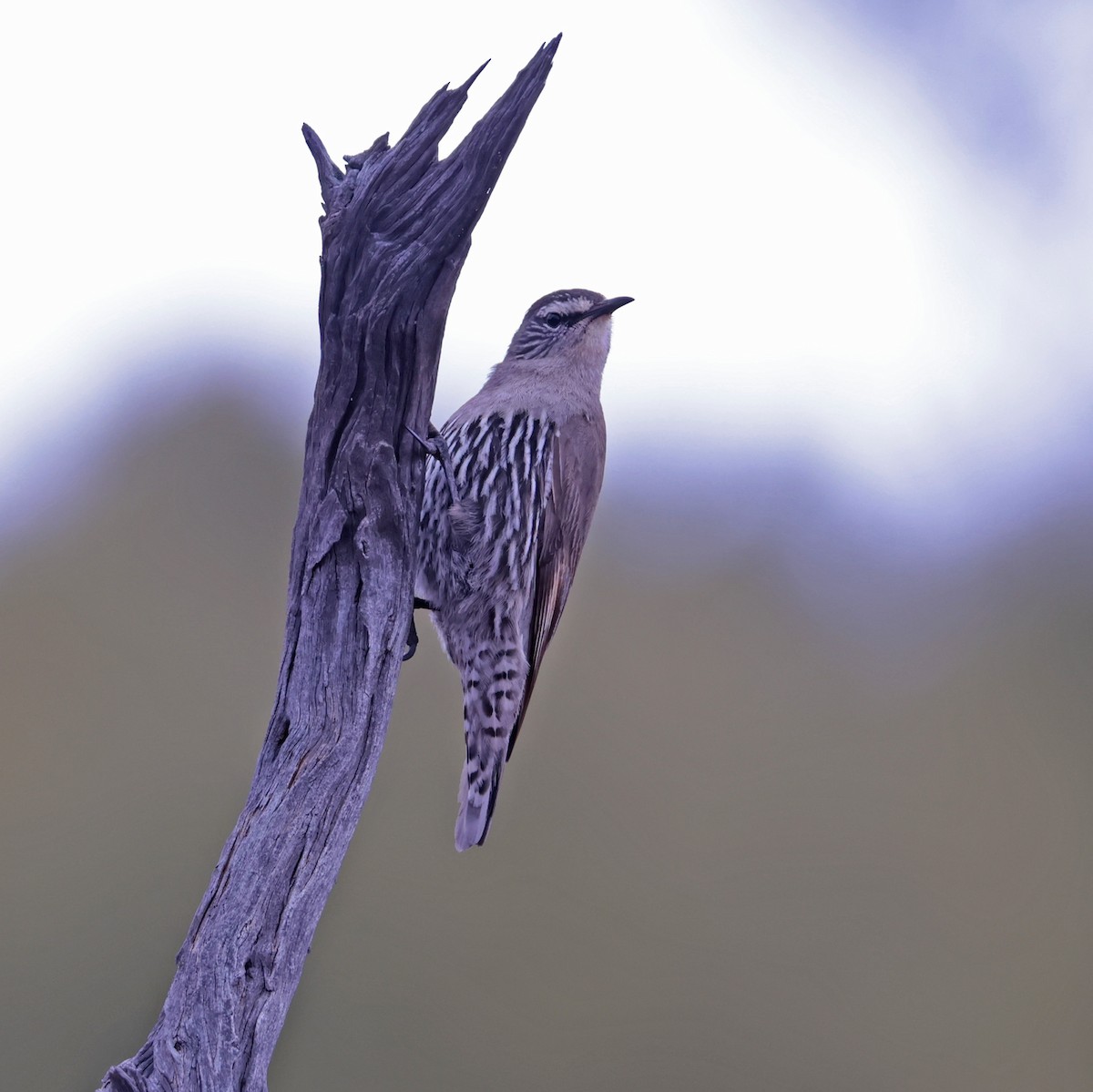 White-browed Treecreeper - ML622931506