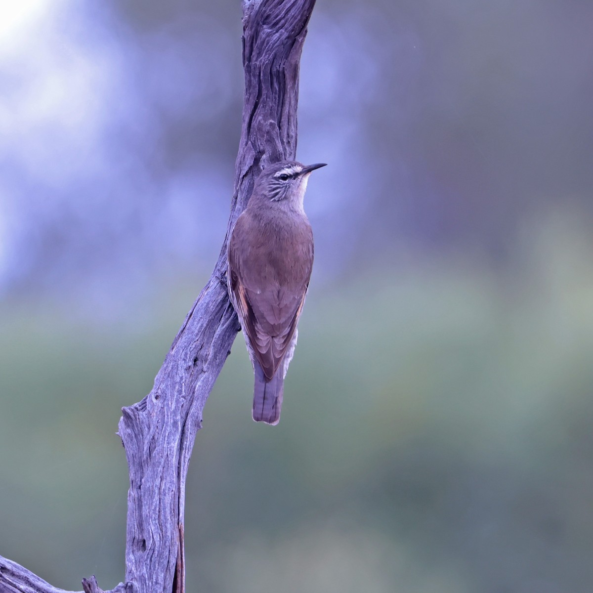 White-browed Treecreeper - ML622931507