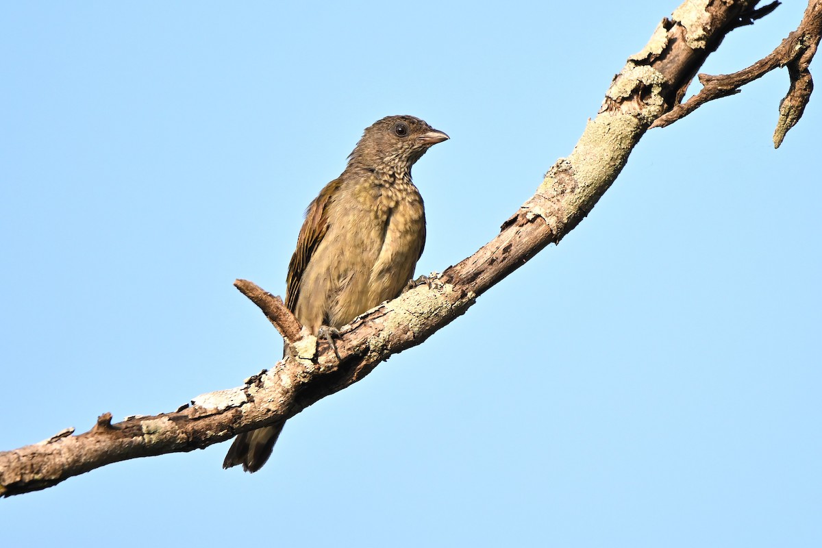 Scaly-throated Honeyguide - Adarsh Nagda