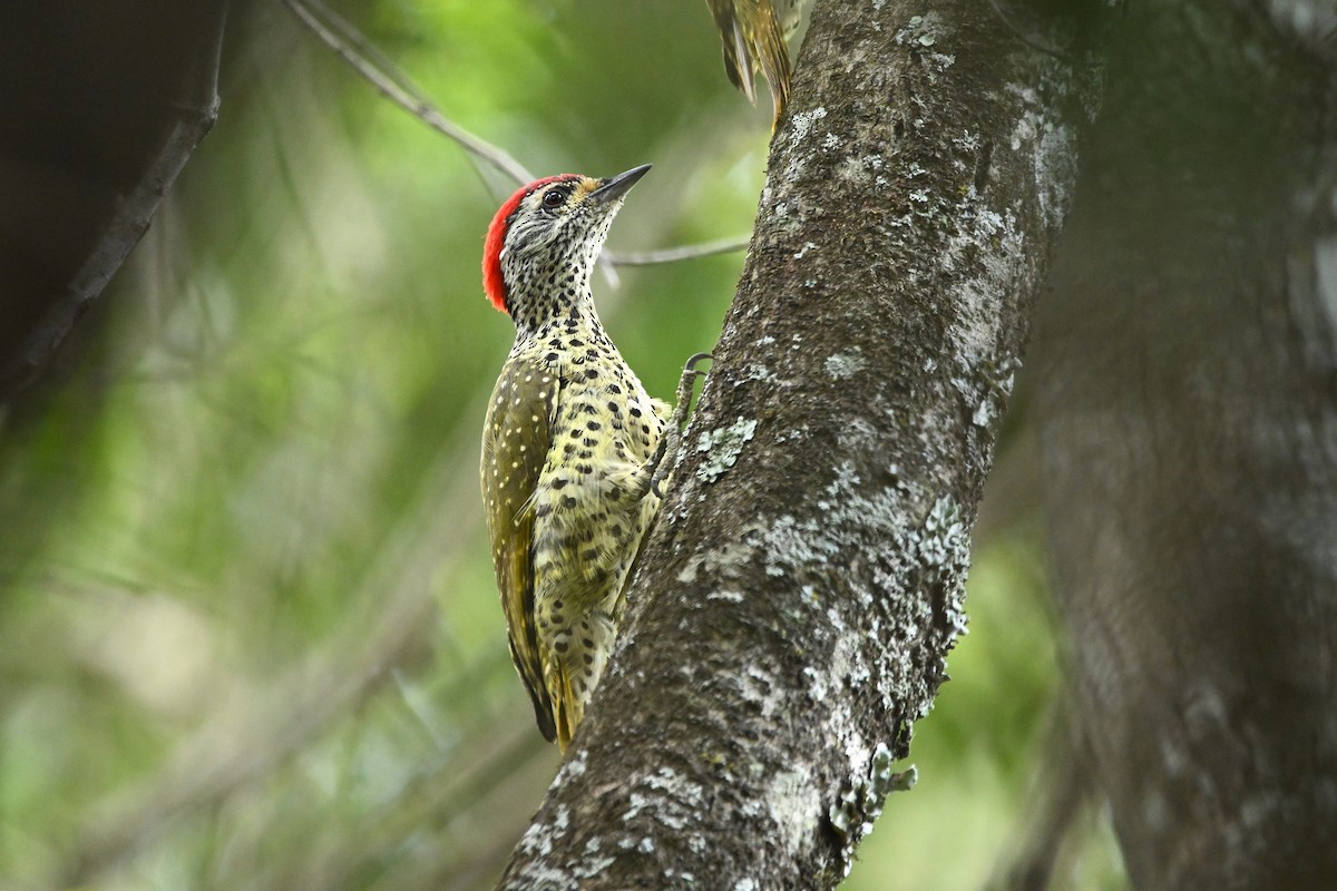 Green-backed Woodpecker - ML622931530