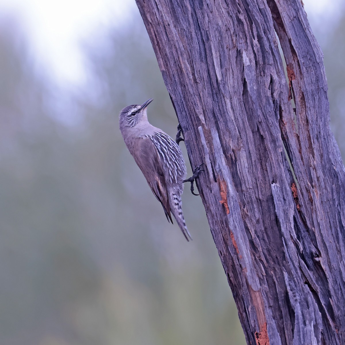 White-browed Treecreeper - ML622931720