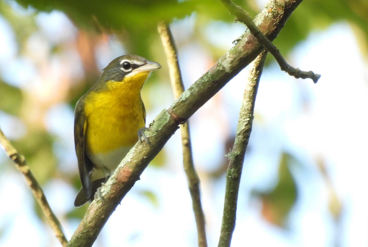 Yellow-breasted Chat - Daniel Lane