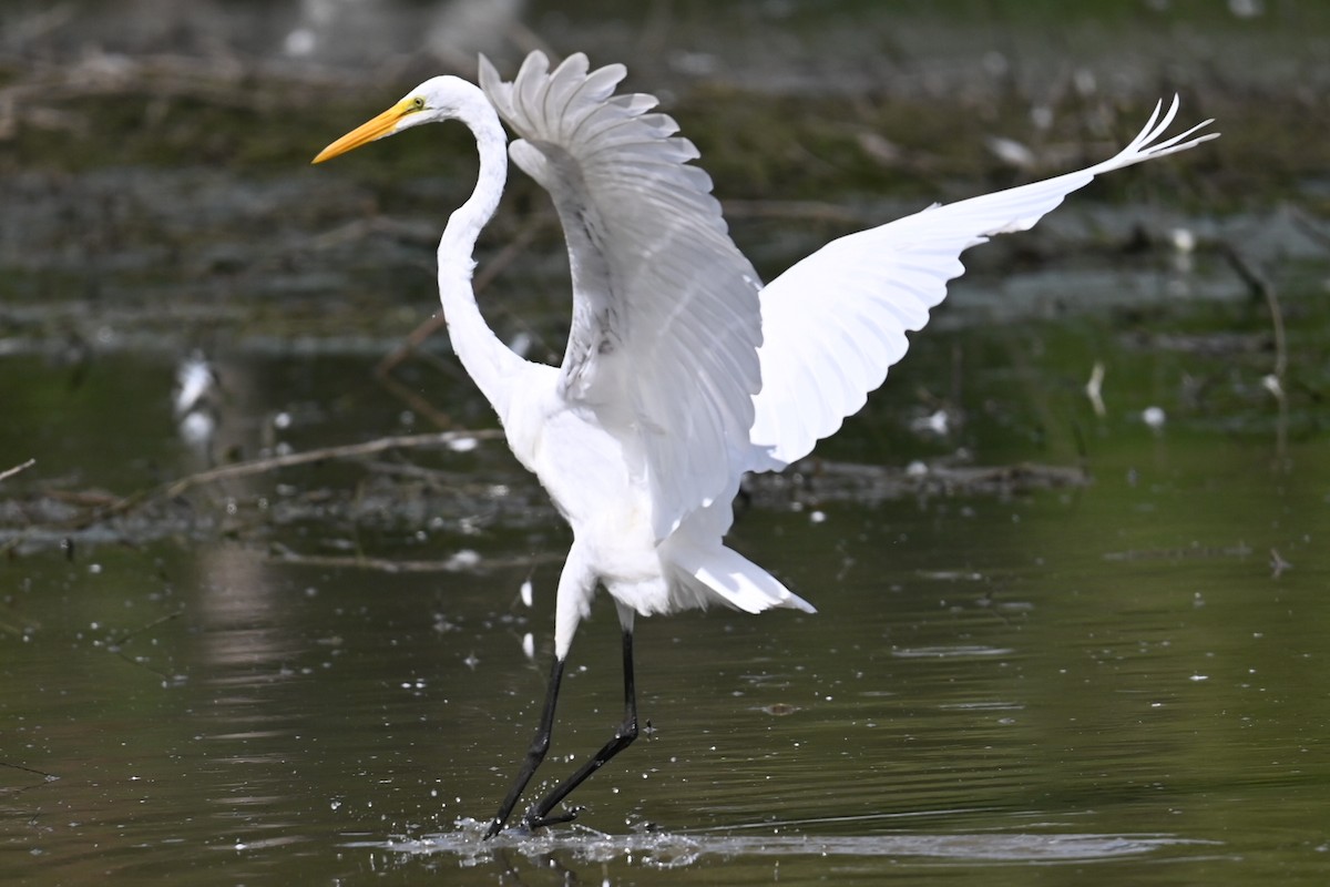 Great Egret - ML622931791