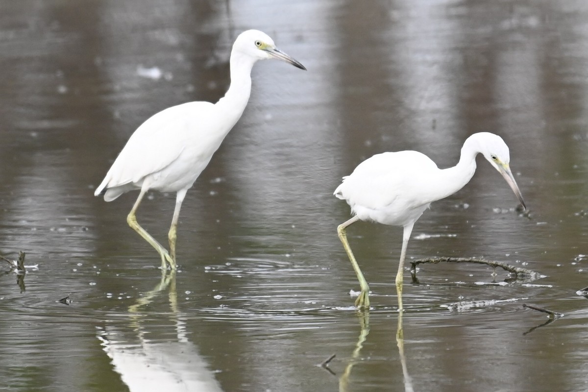 Little Blue Heron - ML622931798