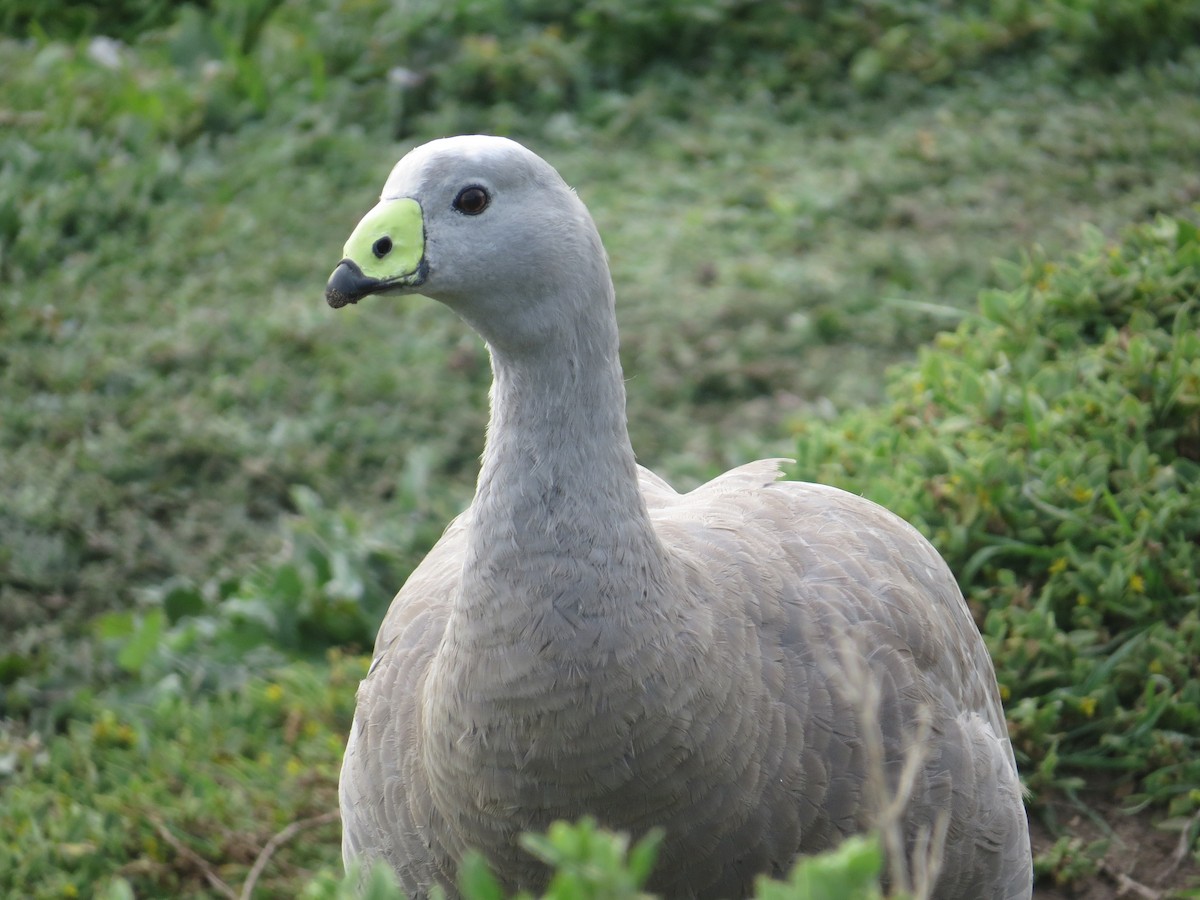 Cape Barren Goose - ML622931799