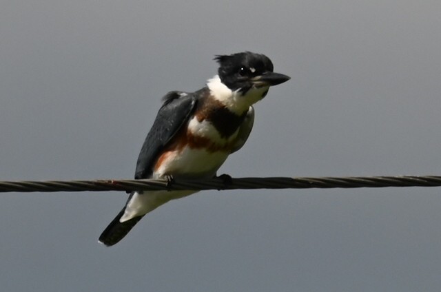 Belted Kingfisher - ML622931813