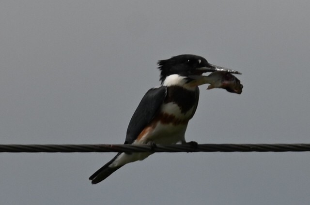 Belted Kingfisher - ML622931816