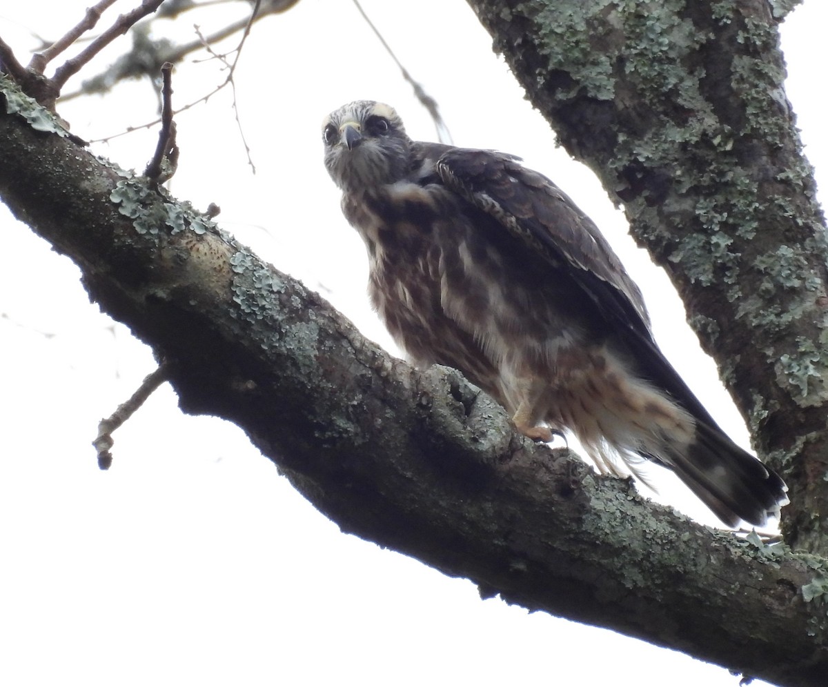 Mississippi Kite - ML622931819