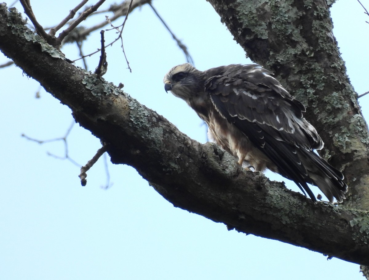 Mississippi Kite - ML622931821