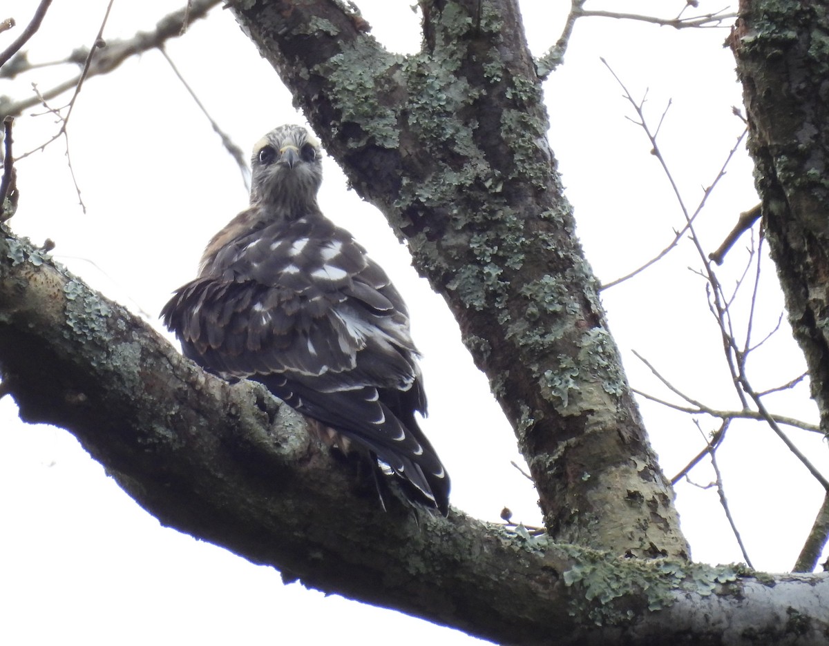 Mississippi Kite - ML622931822