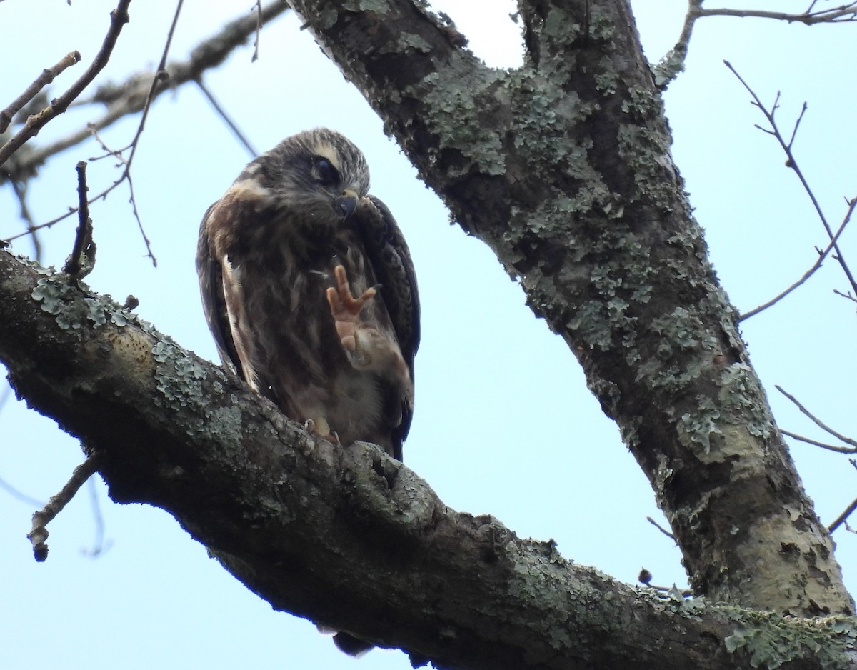 Mississippi Kite - ML622931823