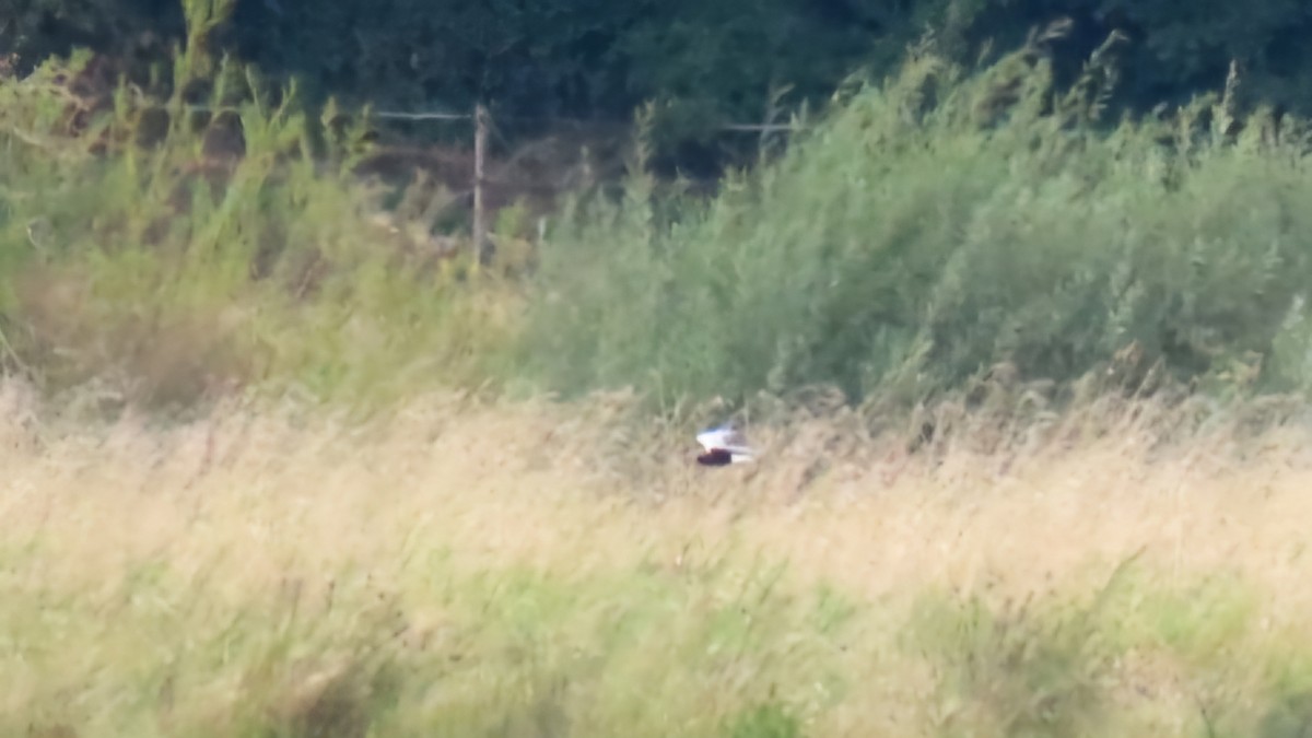 White-winged Tern - ML622931840