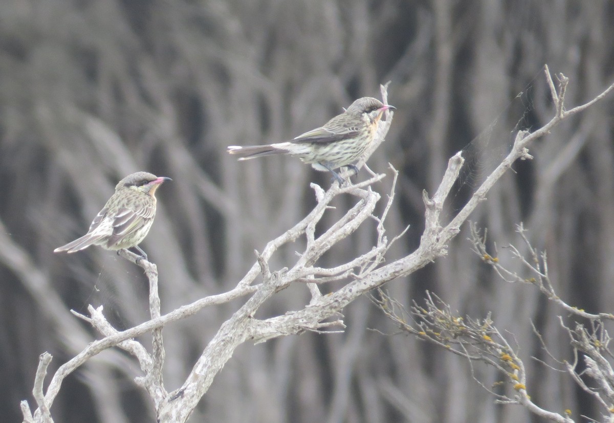 Spiny-cheeked Honeyeater - ML622931853