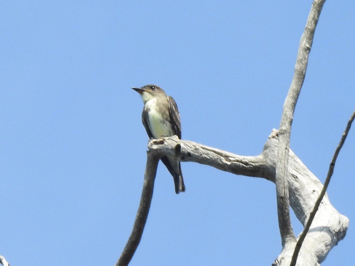 Olive-sided Flycatcher - ML622931903