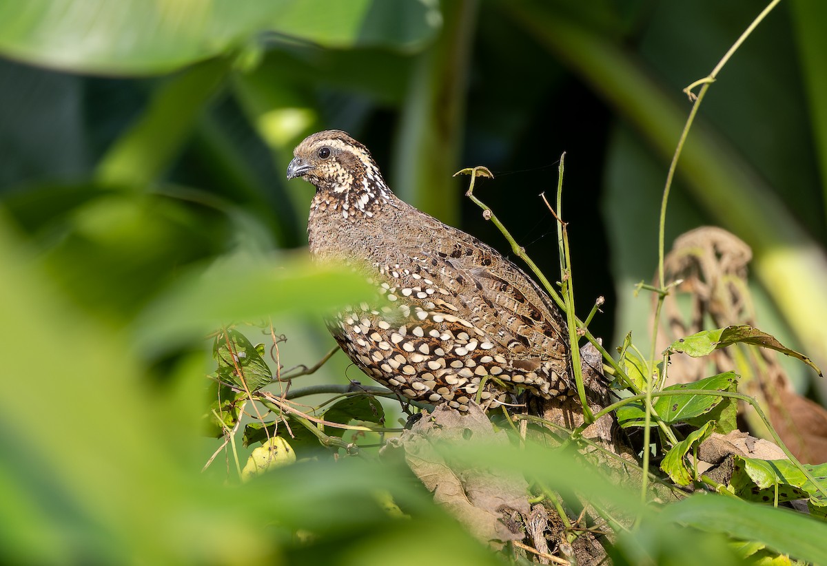 Spot-bellied Bobwhite - ML622931904