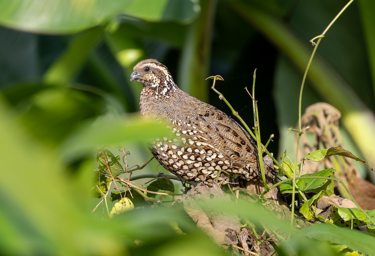 Crested Bobwhite - Ángel Araya