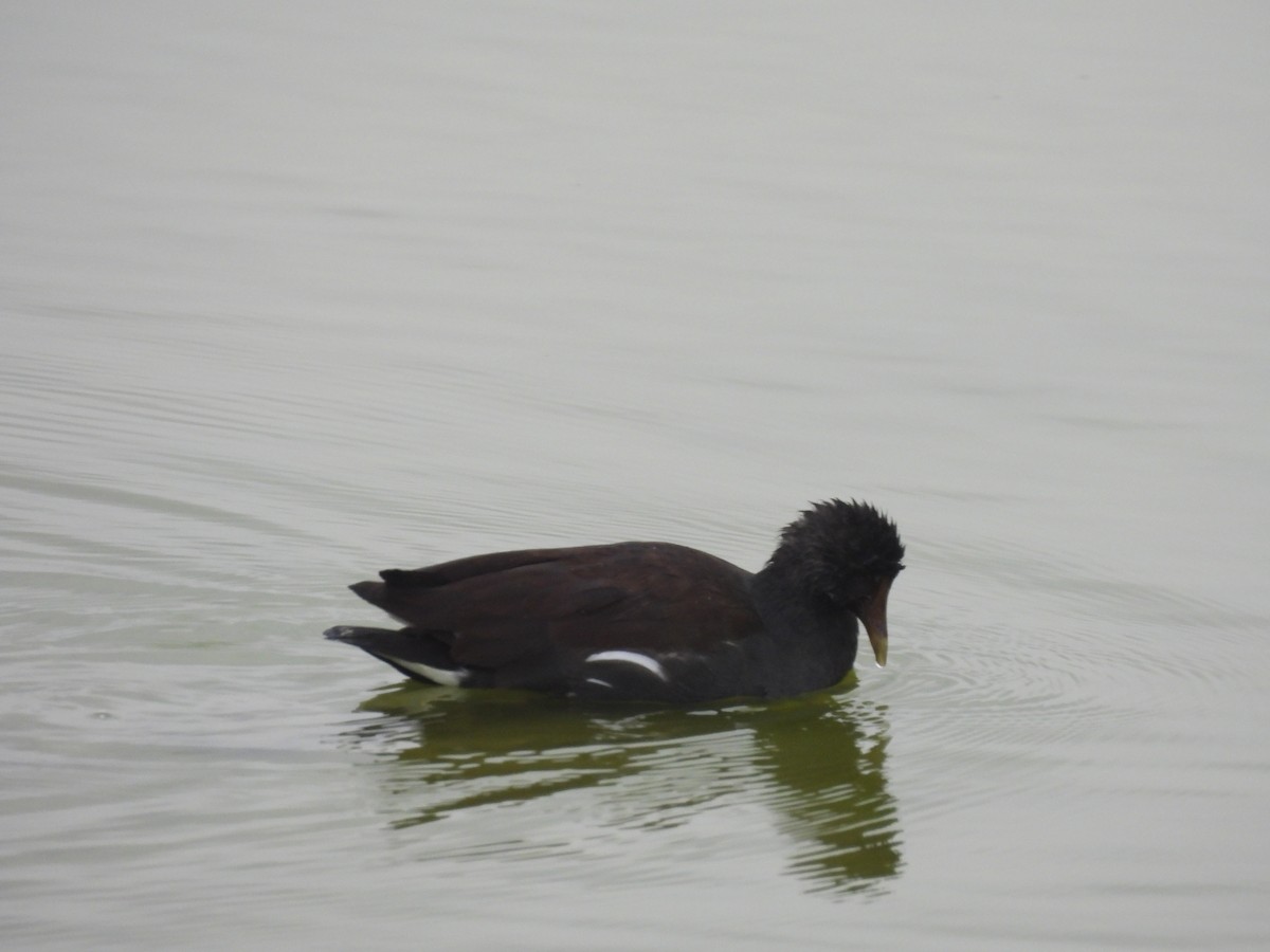 Common Gallinule - ML622931916