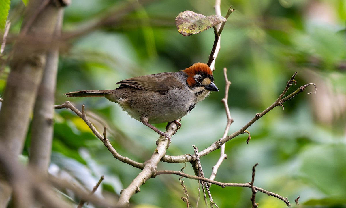 Cabanis's Ground-Sparrow - ML622931921