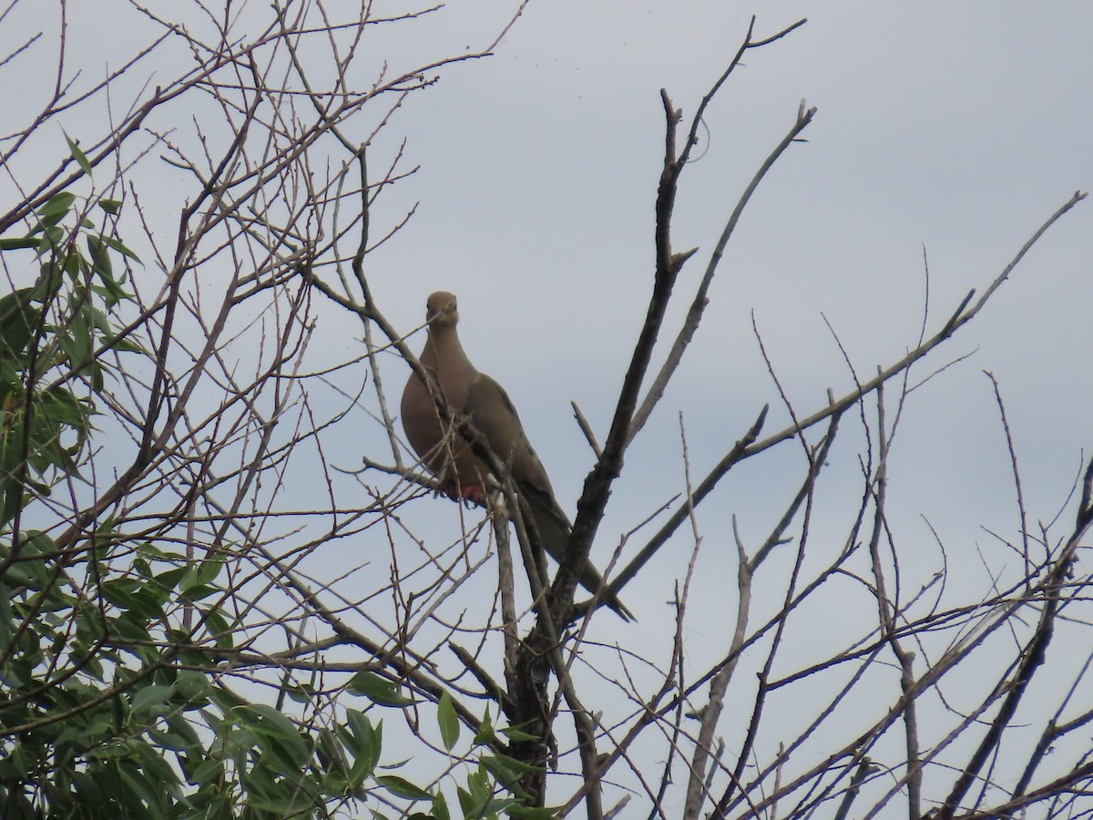 Mourning Dove - ML622931925