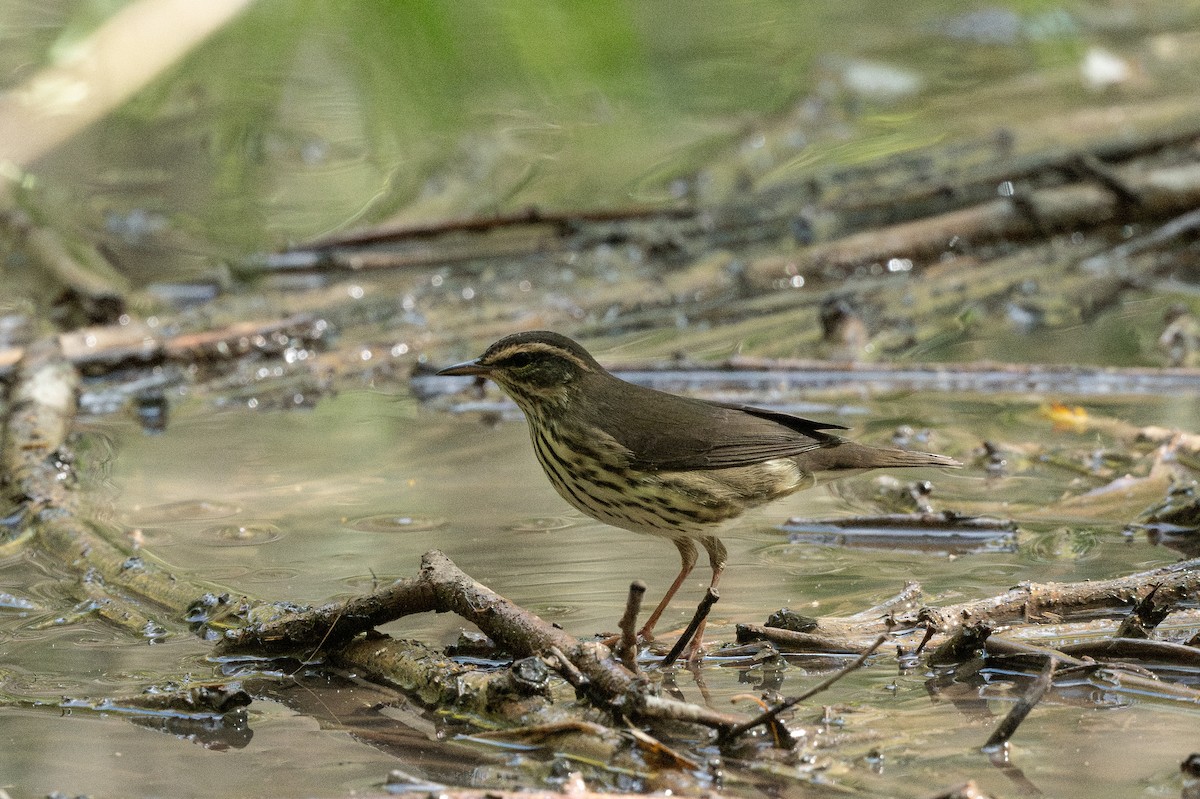 Northern Waterthrush - ML622931948