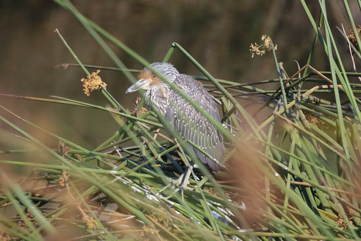 Yellow-crowned Night Heron - ML622931960