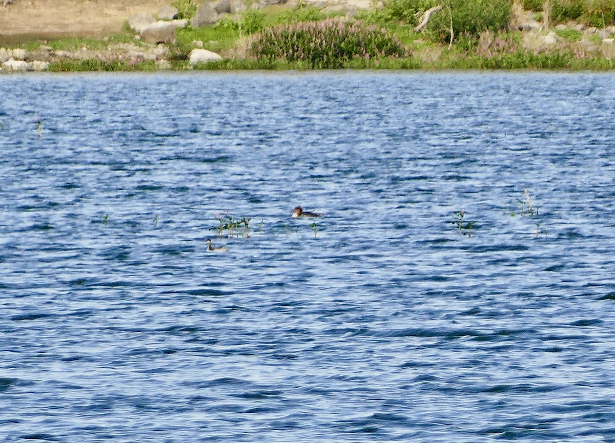 Red-breasted Merganser - ML622932004