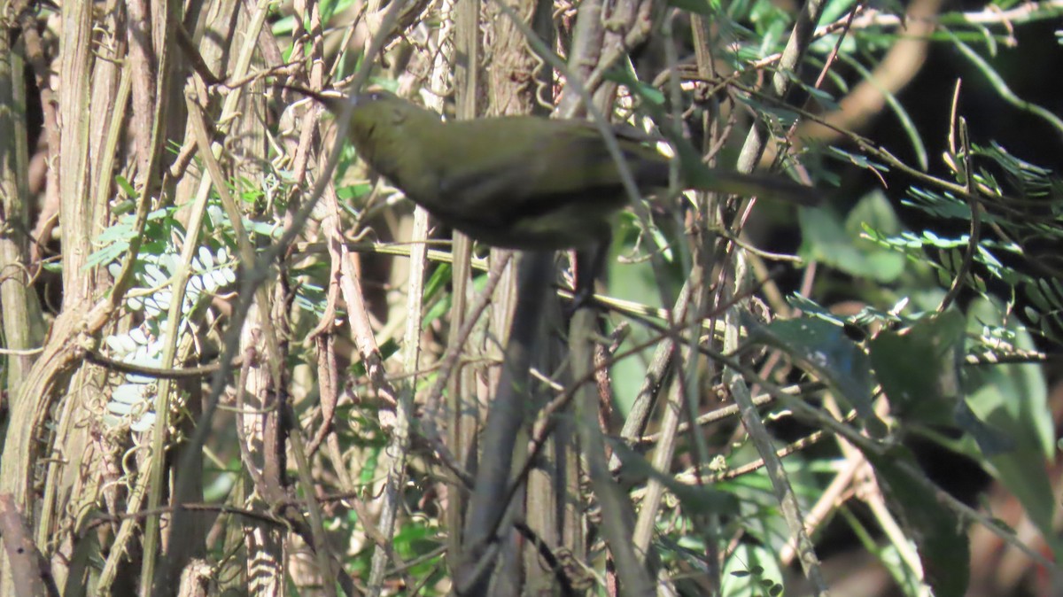 Olive Sunbird - ML622932012