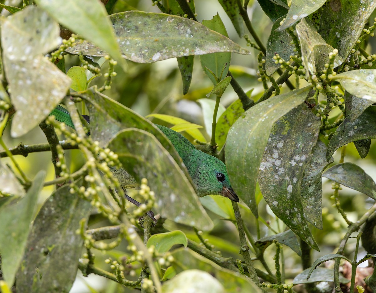 Golden-browed Chlorophonia - ML622932017