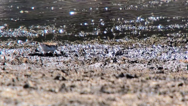 Semipalmated Sandpiper - ML622932081