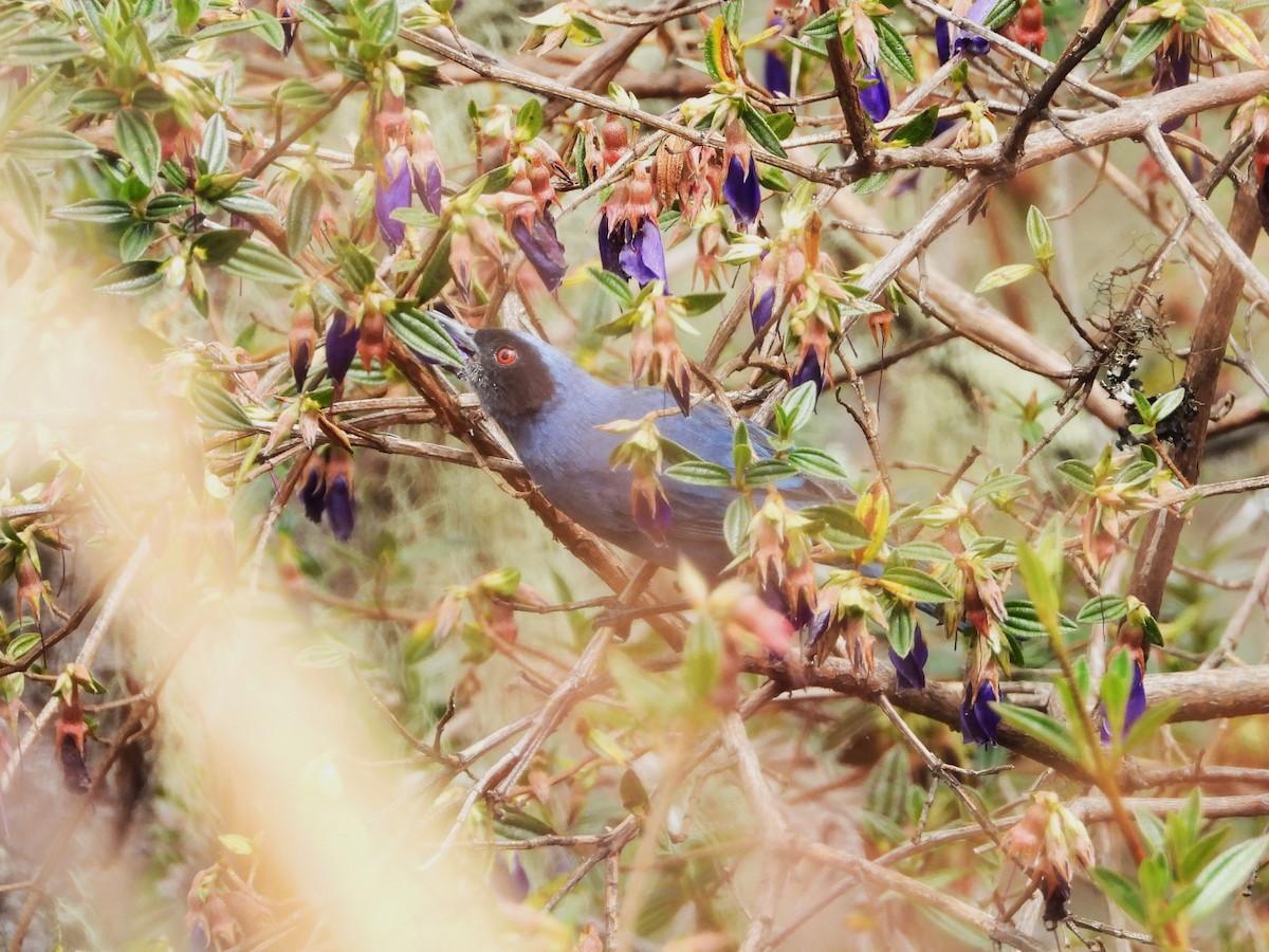 Masked Flowerpiercer - ML622932108