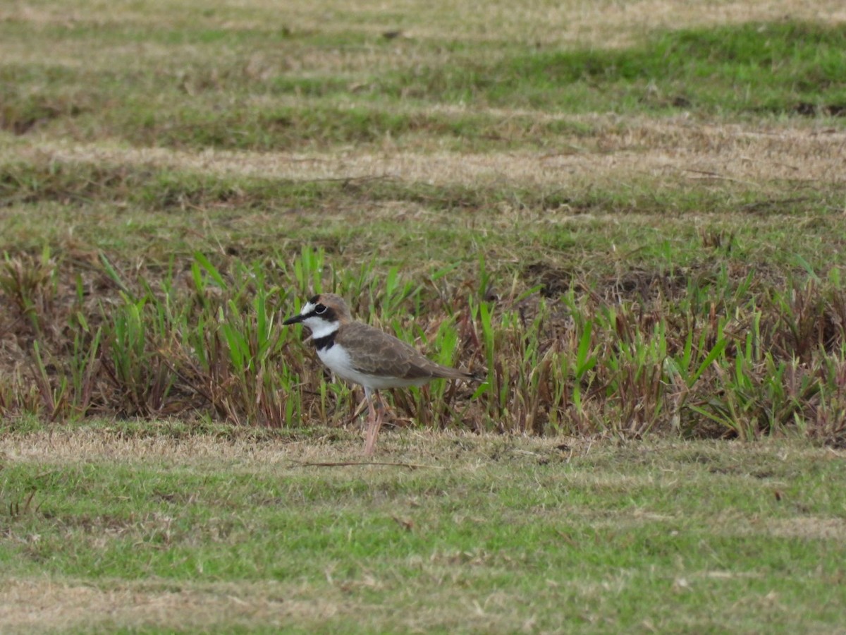 Collared Plover - ML622932111