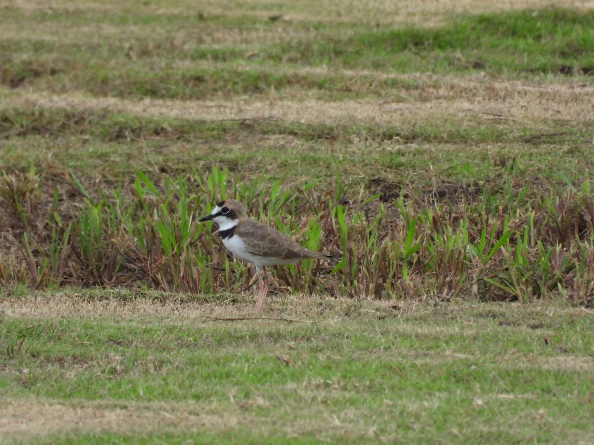 Collared Plover - ML622932112