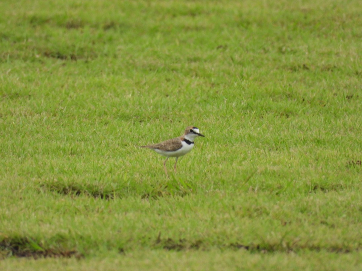 Collared Plover - ML622932113