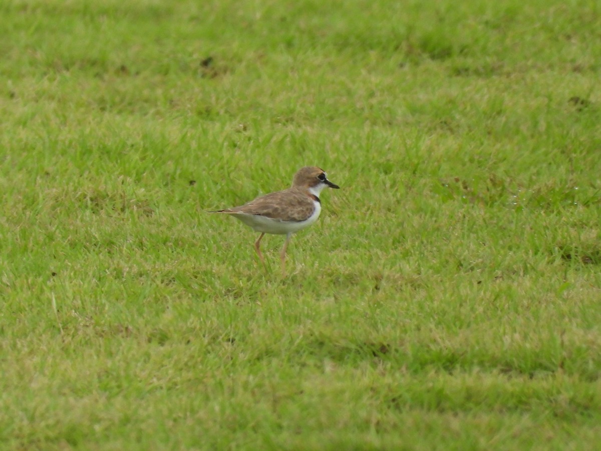 Collared Plover - ML622932114