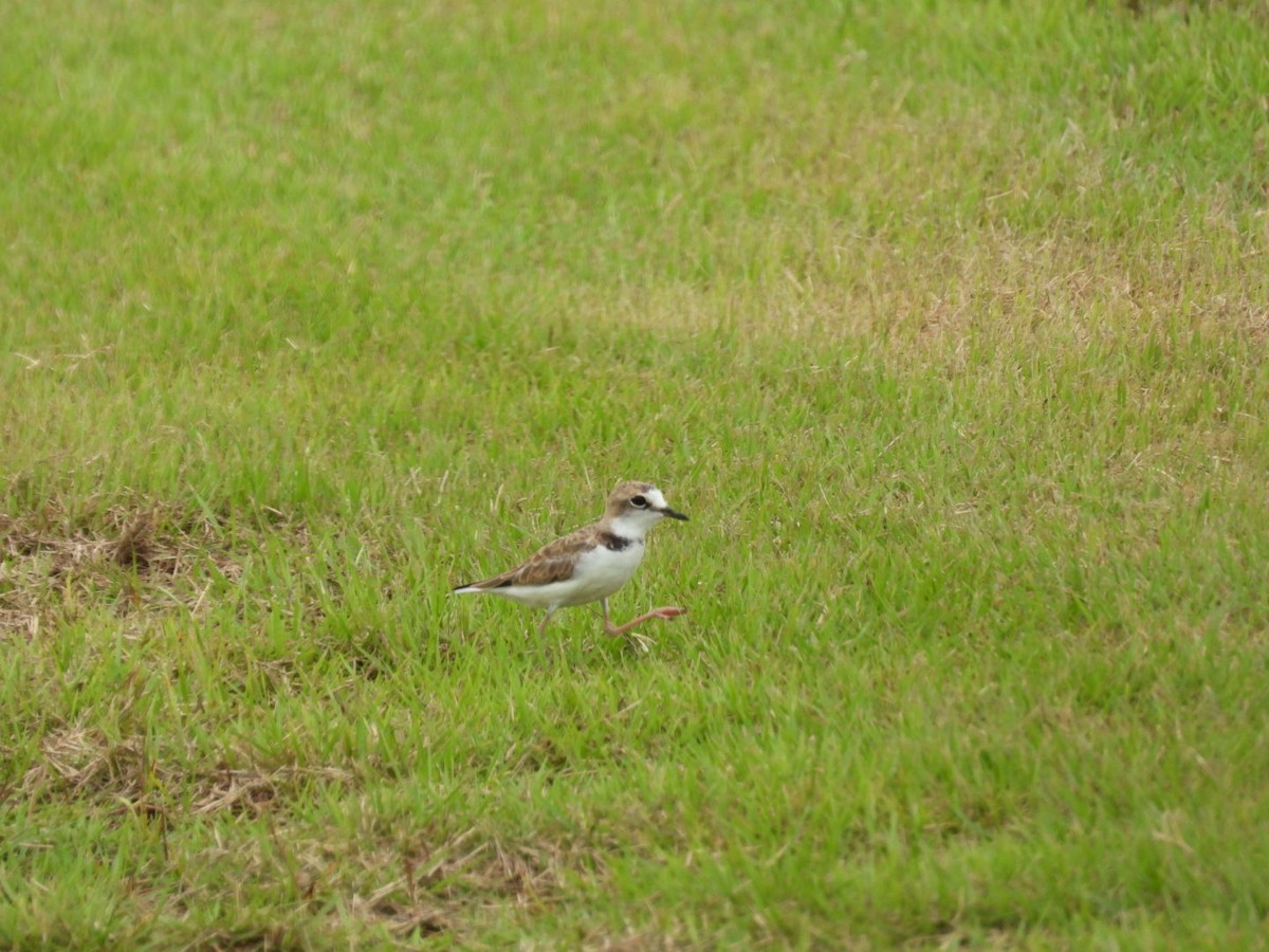 Collared Plover - ML622932115