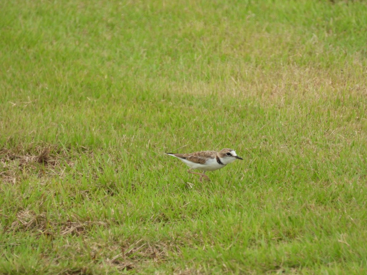 Collared Plover - ML622932116