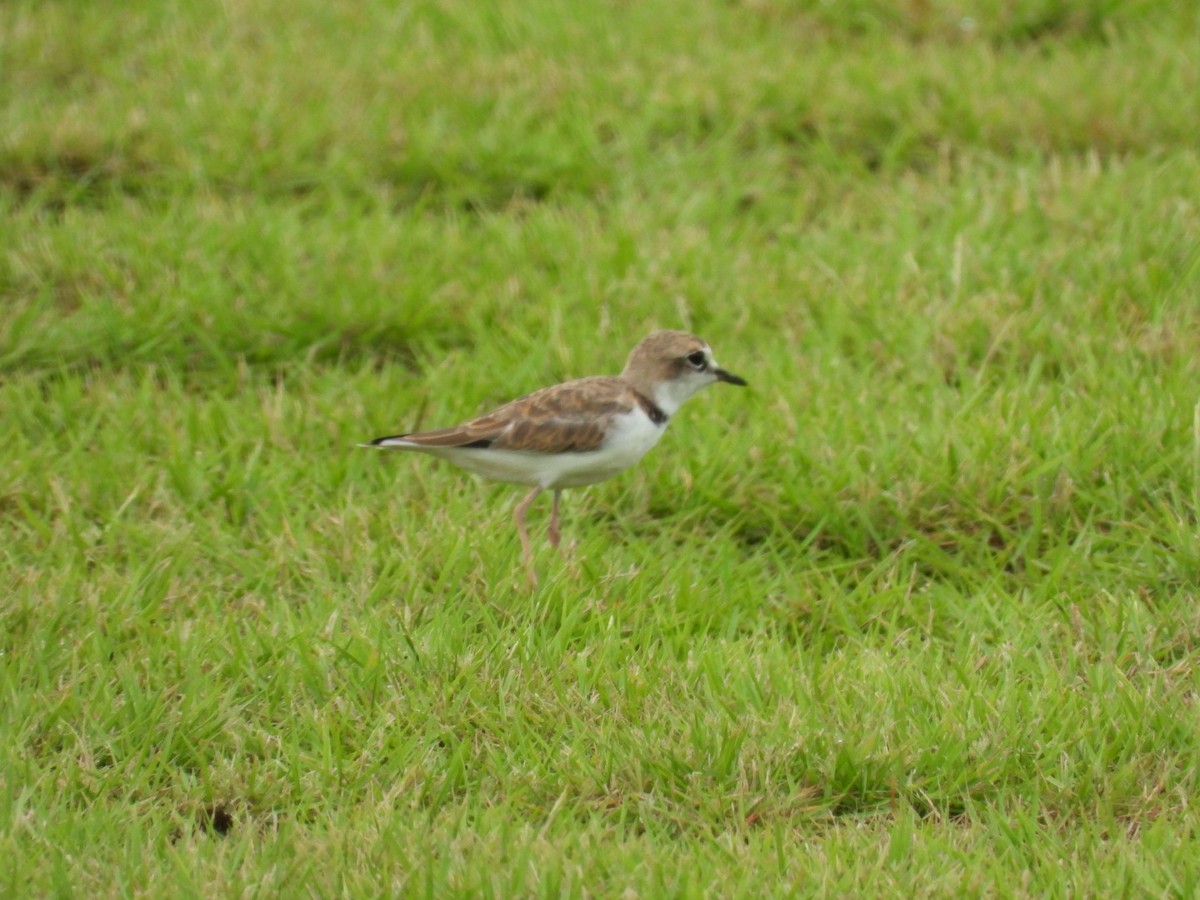 Collared Plover - ML622932117