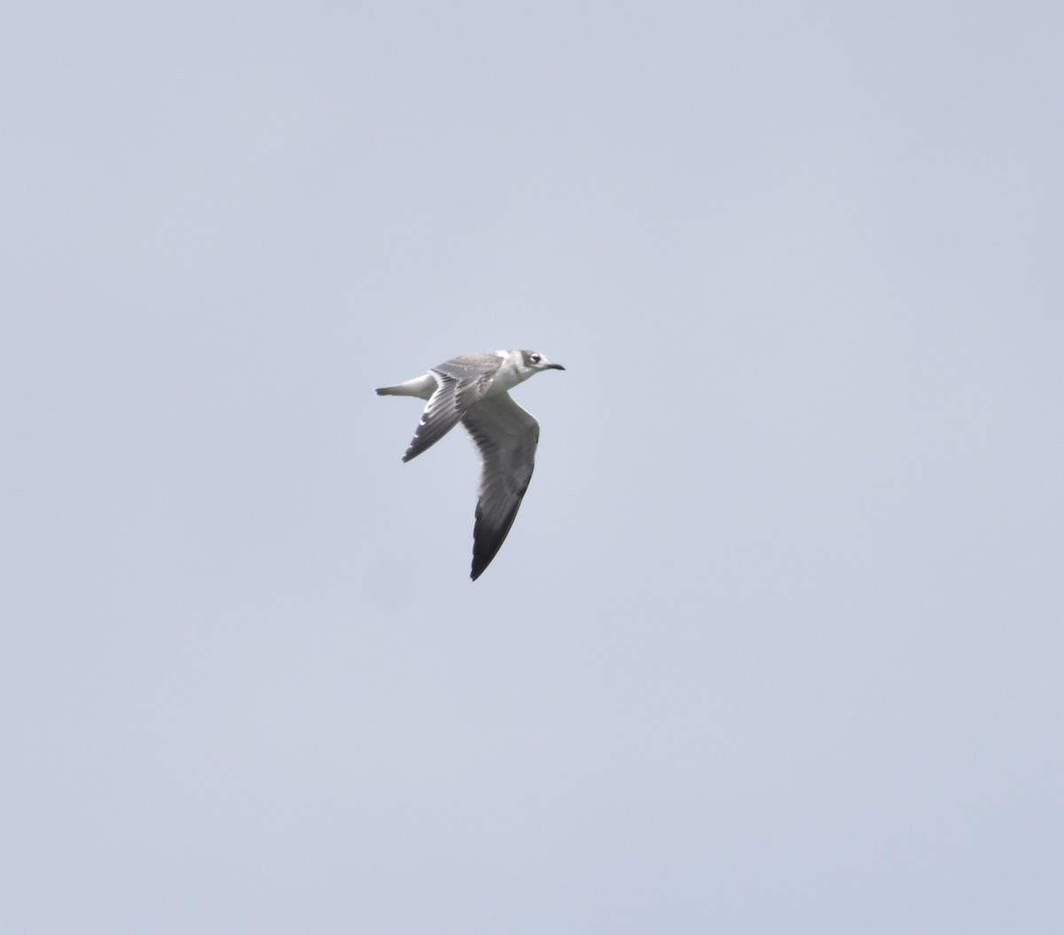 Gaviota Pipizcan - ML622932198