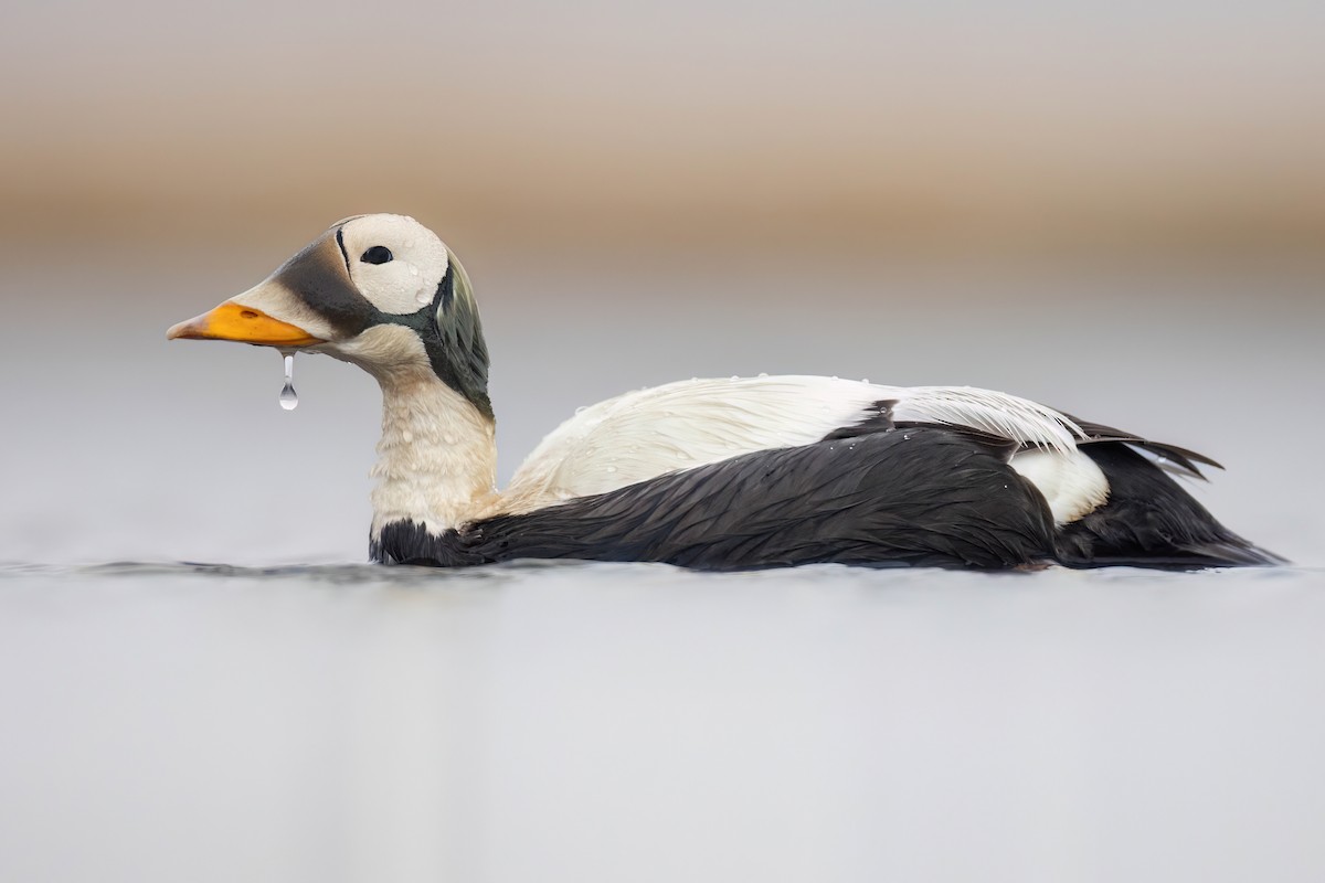 Spectacled Eider - ML622932261