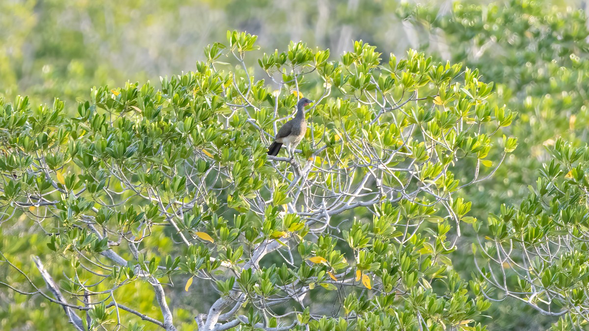 Chachalaca Ventriblanca - ML622932270