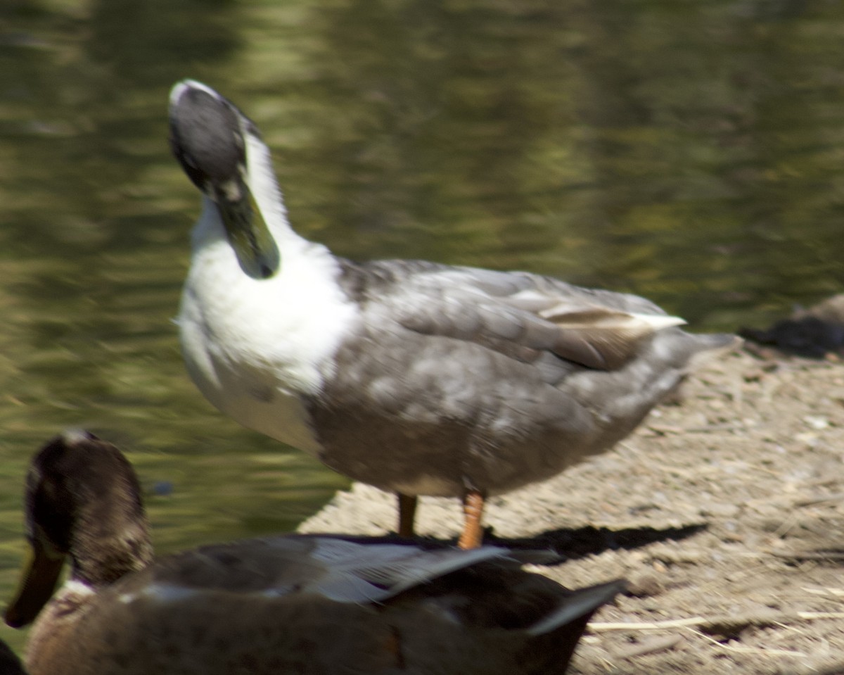 Mallard - Sam Mullen