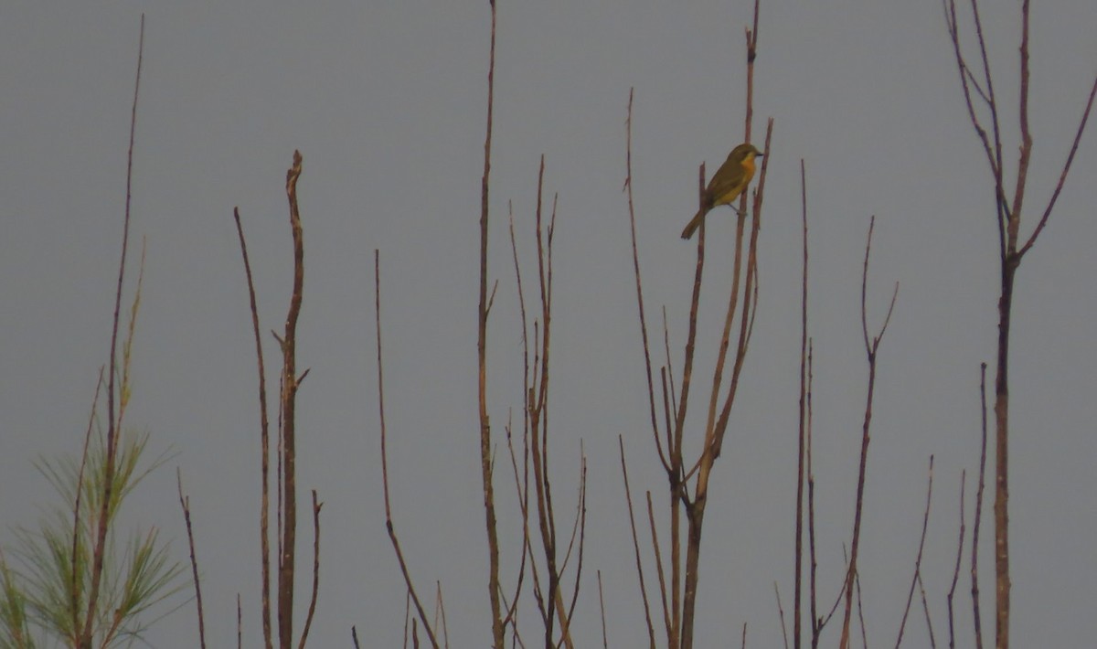 Sulphur-breasted Bushshrike - ML622932322