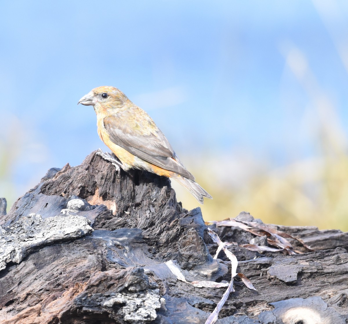 Red Crossbill - ML622932329