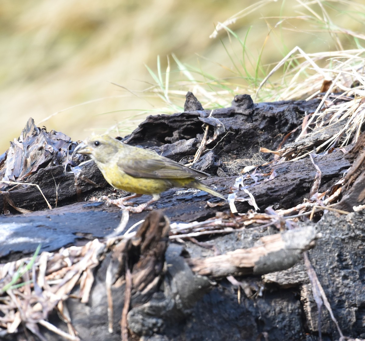 Red Crossbill - ML622932330