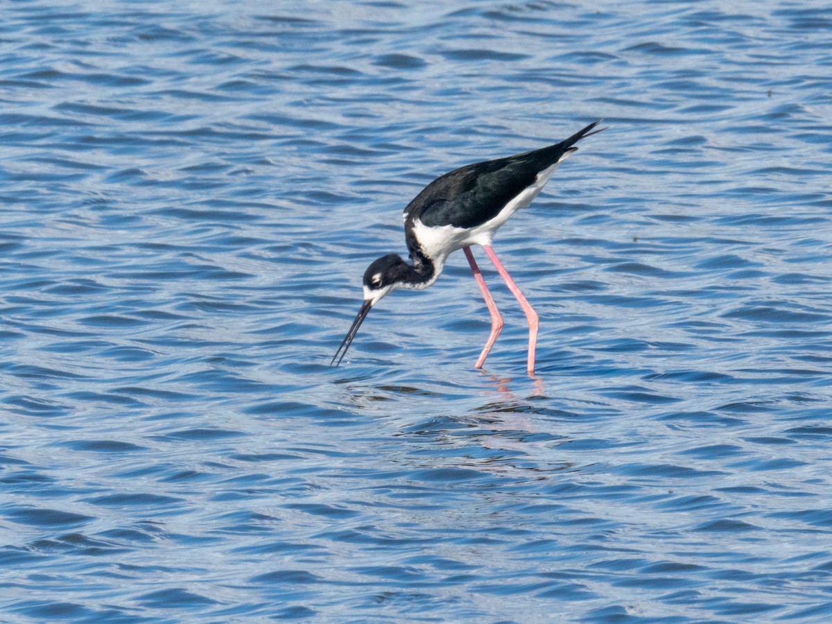 Black-necked Stilt (Hawaiian) - ML622932383