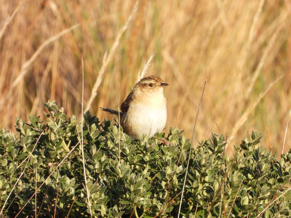 Grass Wren (Puna) - ML622932436