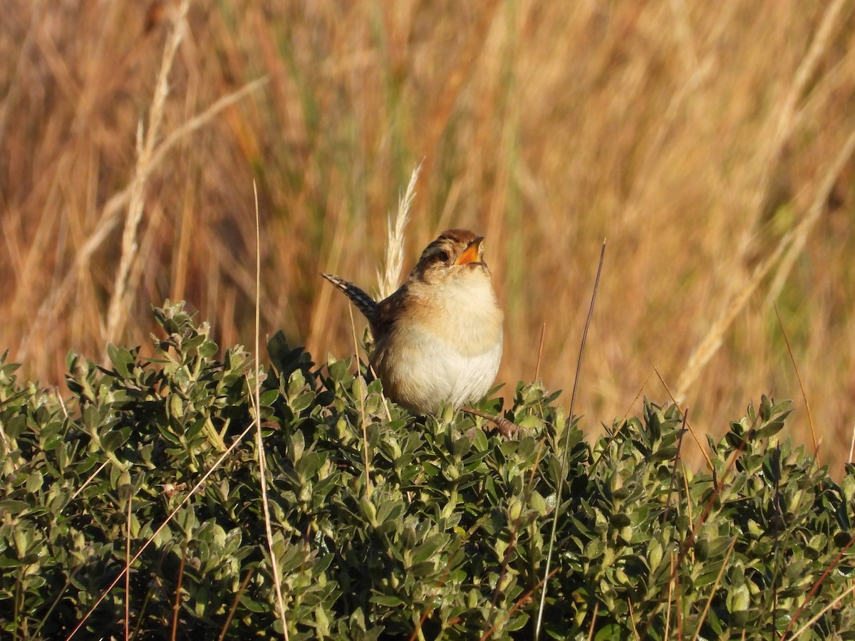 Grass Wren (Puna) - ML622932441