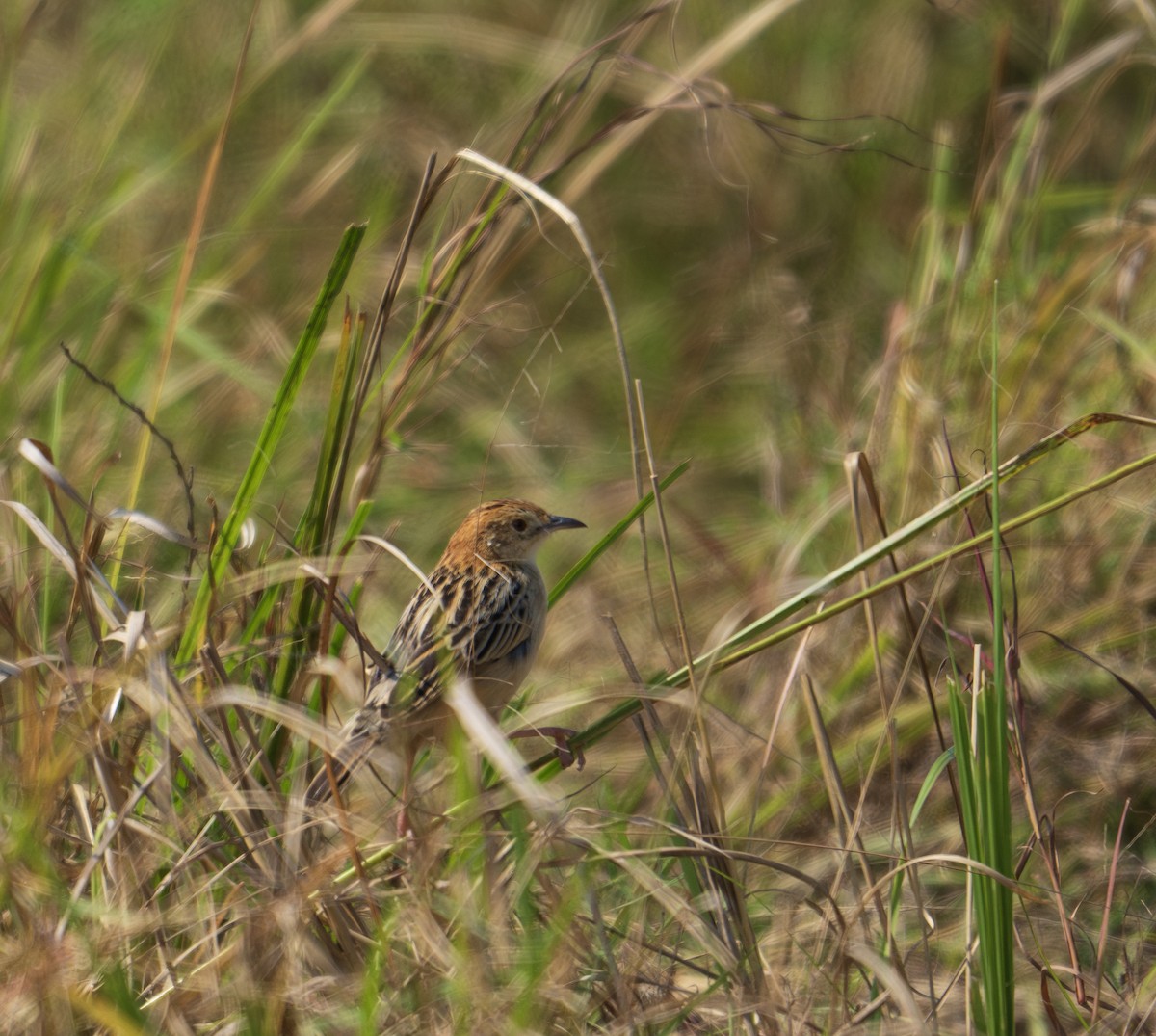 Pectoral-patch Cisticola - ML622932444