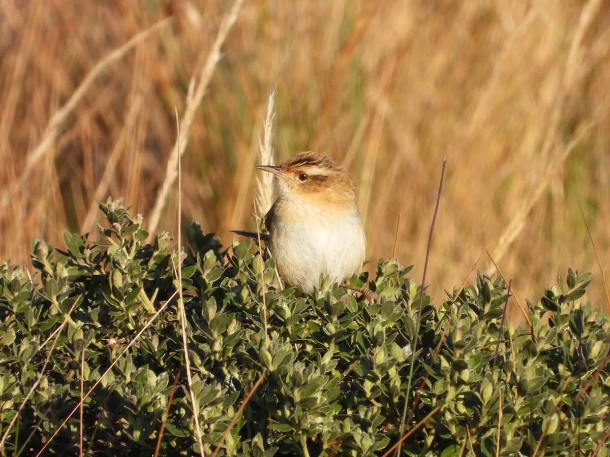 Grass Wren (Puna) - ML622932447